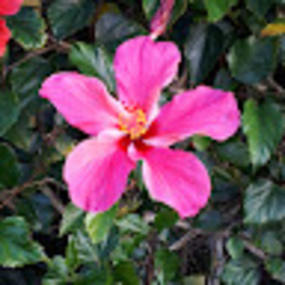 Meet your Posher, Bea - Picture 1 of 1